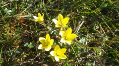 Saxifraga hirculus