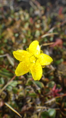 Saxifraga hirculus