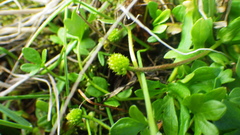 Ranunculus pulchellus