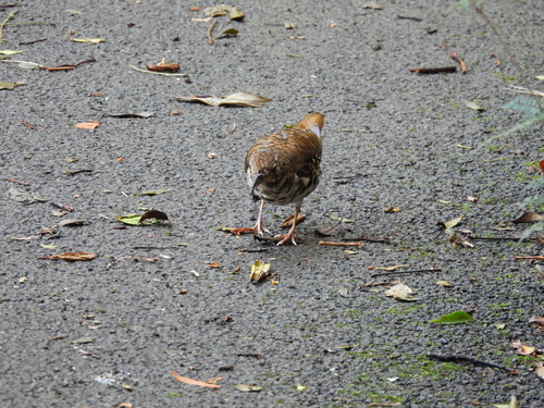 Russet-tailed Thrush (Zoothera heinei), photo 4
