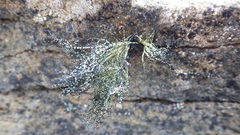 Usnea sphacelata