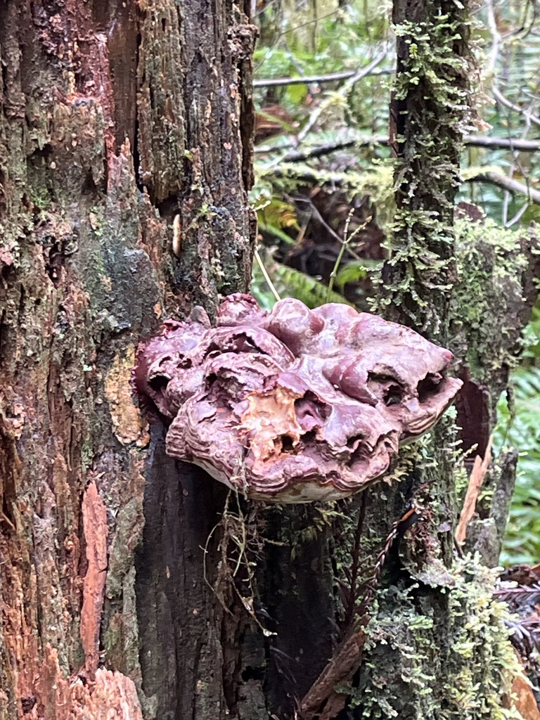 Ganoderma oregonense · February 2026 · photo: © pynklynx (iNaturalist, CC)