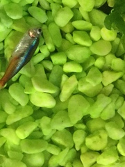 Paracheirodon innesi