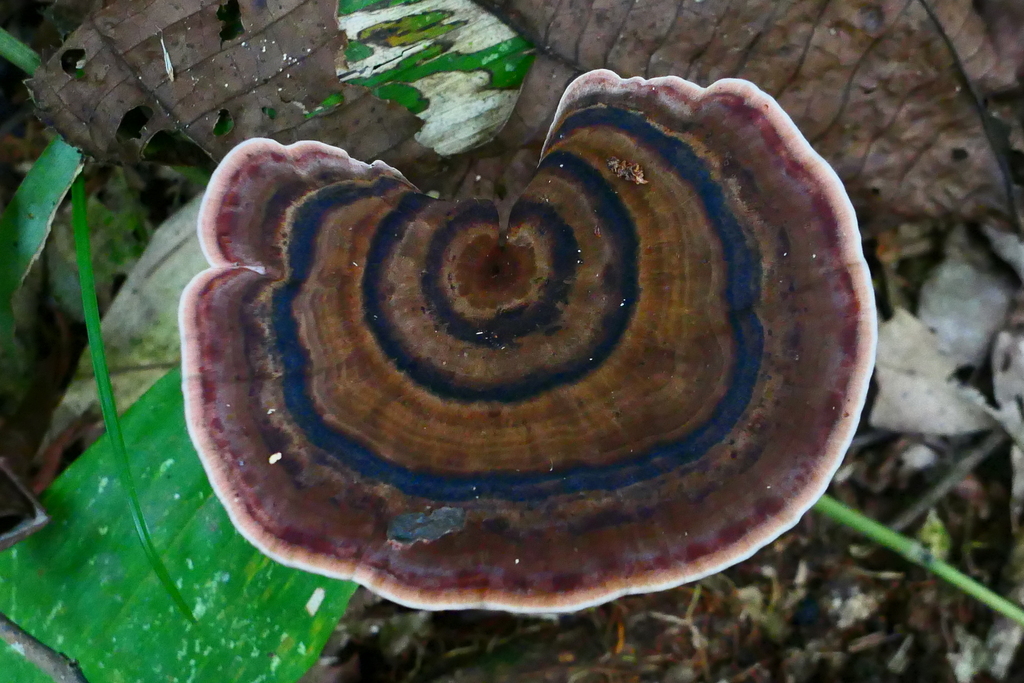 Amauroderma schomburgkii