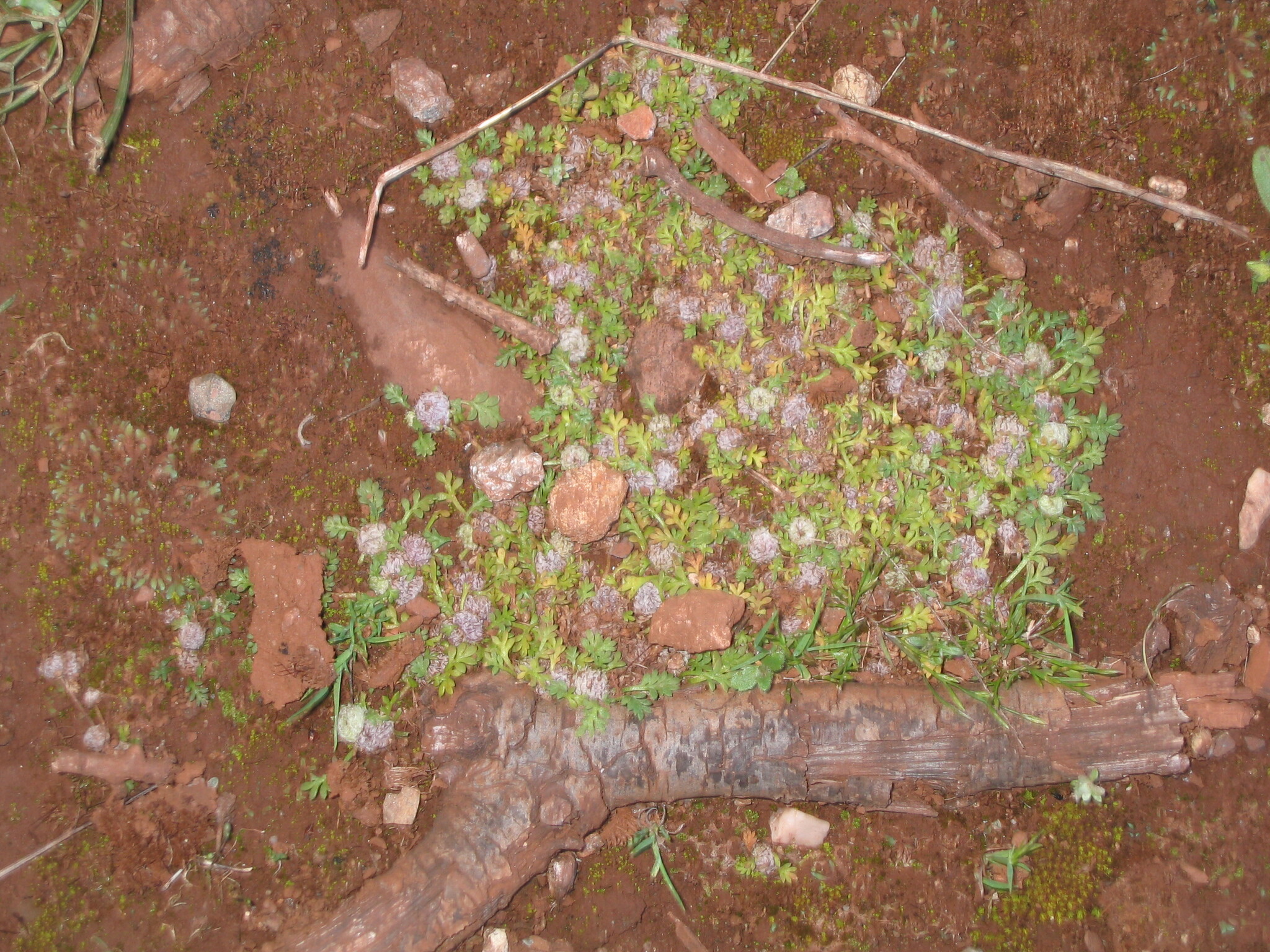Carpet Burrweed (Soliva stolonifera)