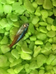 Paracheirodon innesi