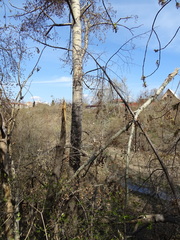 Populus tremula