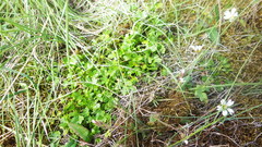 Ranunculus pulchellus