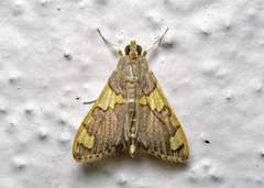 Rehimena phrynealis
