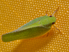Siphanta patruelis