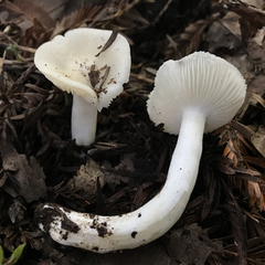 Neohygrocybe