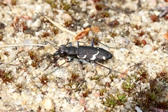 Cicindela sylvatica