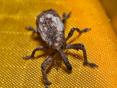 Orthorhinus