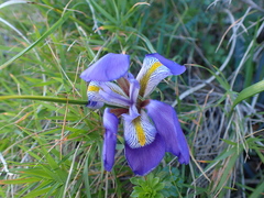 Iris unguicularis