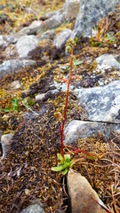 Micranthes foliolosa