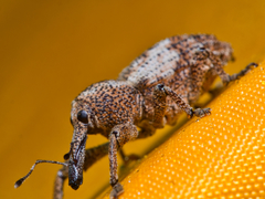 Orthorhinus