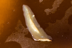Acotylea