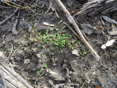 Trifolium repens