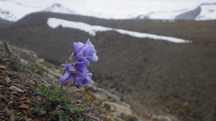 Polemonium boreale