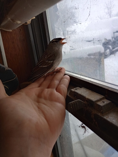 White-crowned Sparrow photographed in Oklahoma