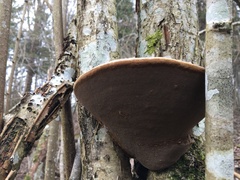 Phellinus alni
