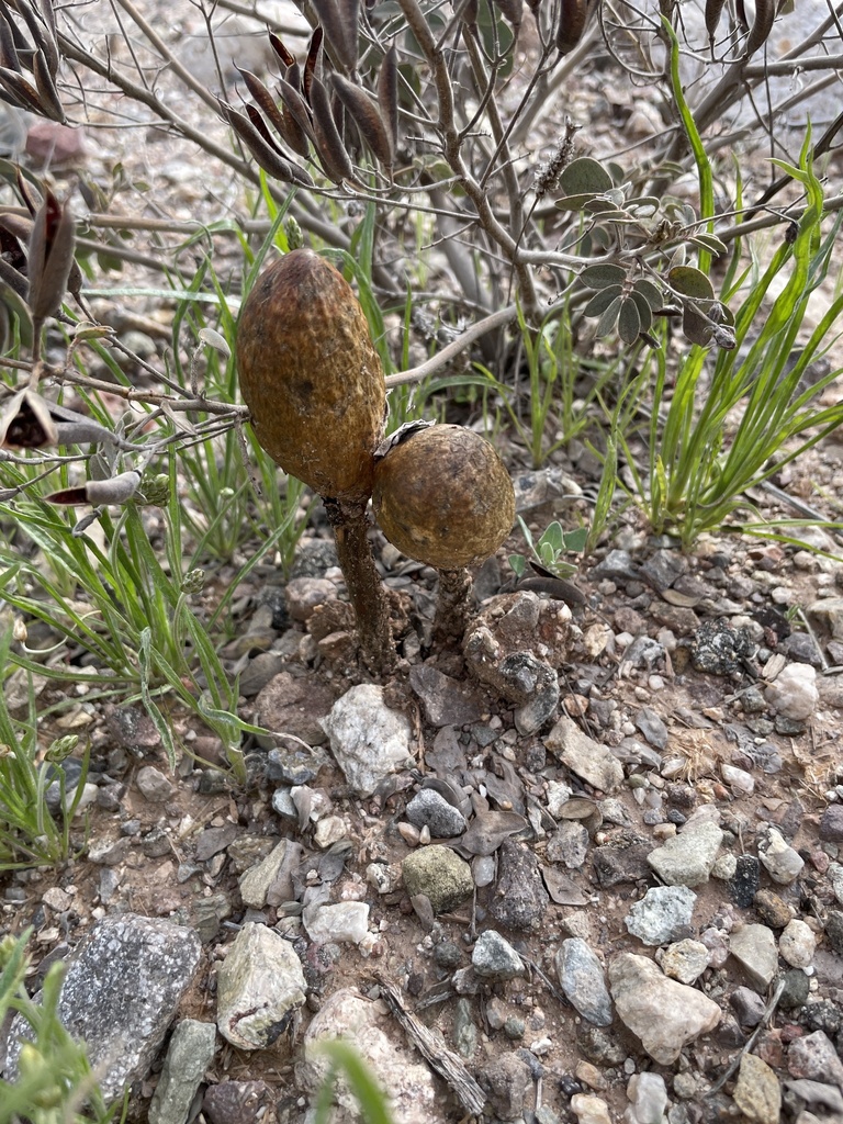 Podaxis inyoensis · January 2026 · photo: © pgris12 (iNaturalist, cc-by)