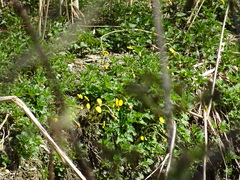 Urtica dioica