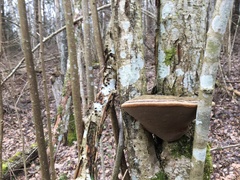 Phellinus alni