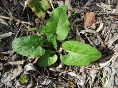 Arctium tomentosum