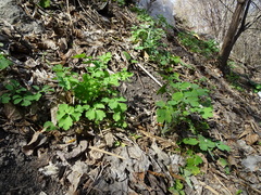 Chelidonium majus