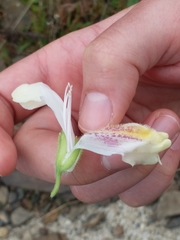 Asarina procumbens