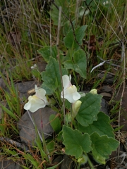 Asarina procumbens