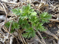 Urtica cannabina