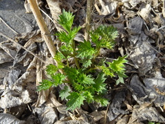 Urtica dioica