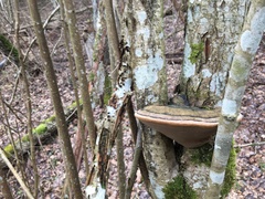 Phellinus alni