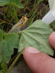 Asarina procumbens