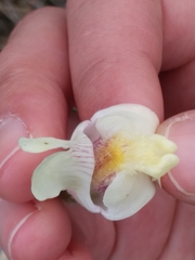 Asarina procumbens
