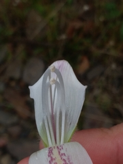 Asarina procumbens