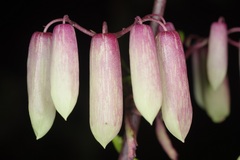 Kalanchoe pinnata