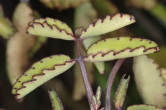 Kalanchoe pinnata