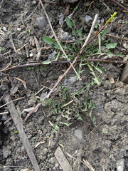 Taraxacum officinale