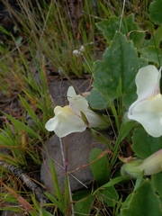 Asarina procumbens