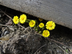 Tussilago farfara