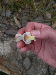 Asarina procumbens