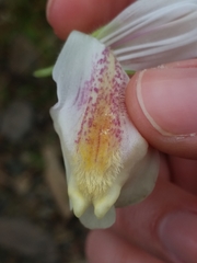 Asarina procumbens