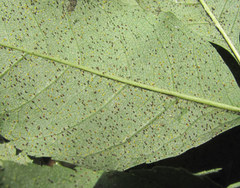 Phyllactinia fraxini