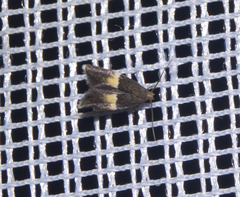 Elachista bisulcella