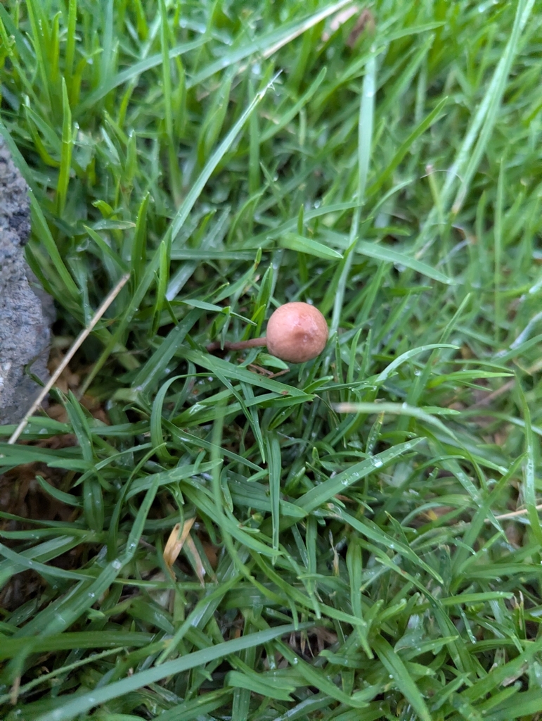 Panaeolus foenisecii · February 2026 · photo: © sebas_o (iNaturalist, cc-by)