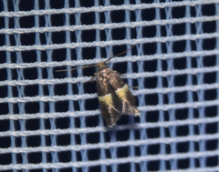 Elachista bisulcella