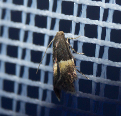 Elachista bisulcella